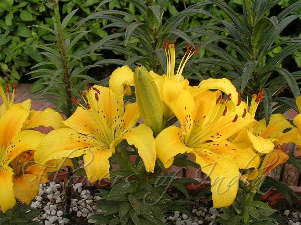 Lilium x asiatica - Asiatic Lily